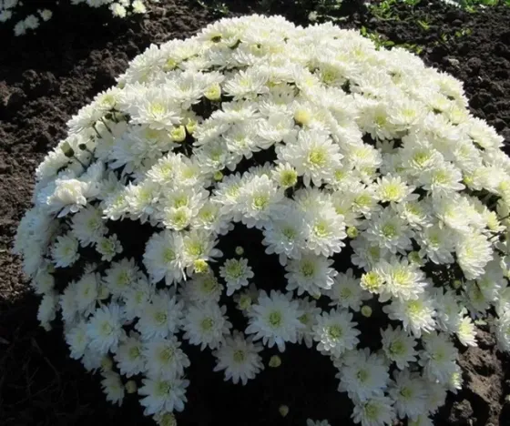 Chrysanthemum grandiflora 