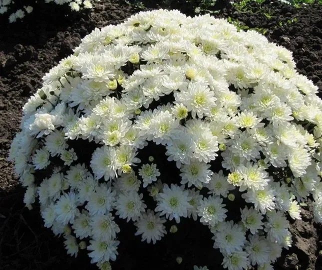 Chrysanthemum grandiflora 