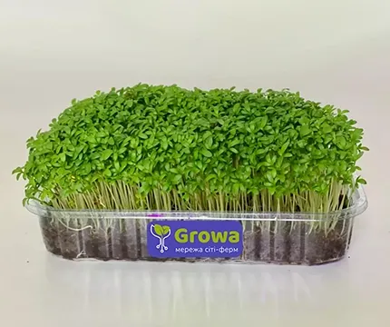 Microgreens (microgreens) watercress  - photo 1