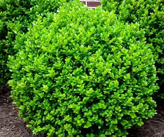 Boxwood seedlings (Buxus) 