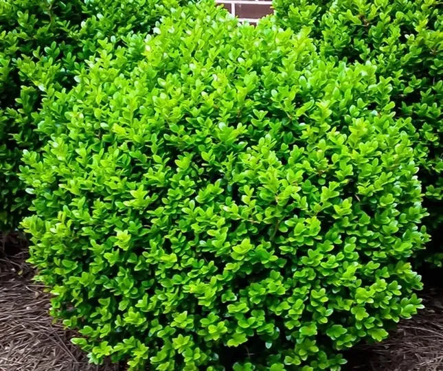 Boxwood seedlings (Buxus)  - photo 1