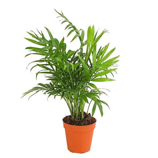 Dracaena ordinary 1 stem Ø 12 cm  - photo 1