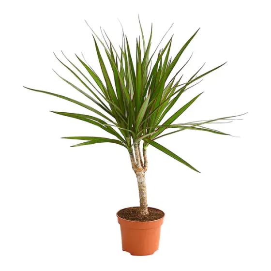 Hamedorea Ø 9 cm 