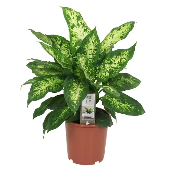 Dieffenbachia vulgaris Ø 12 cm 