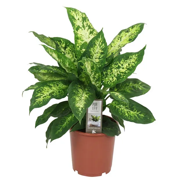 Dieffenbachia vulgaris Ø 12 cm  - photo 1