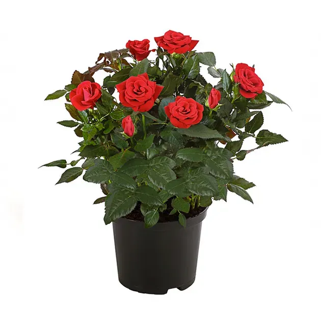 Rose Indoor Red Ø 12 cm  - photo 1